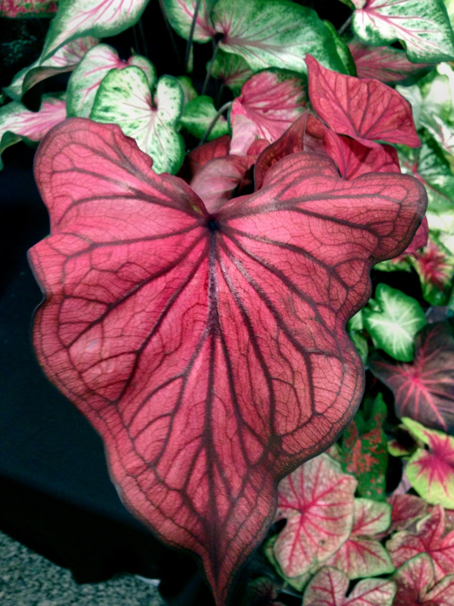 Caladium seguinum растение