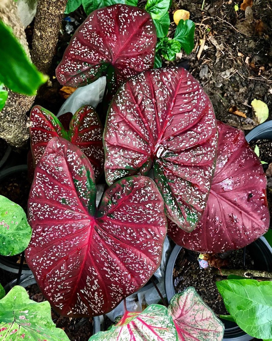 Каладиум White Wing