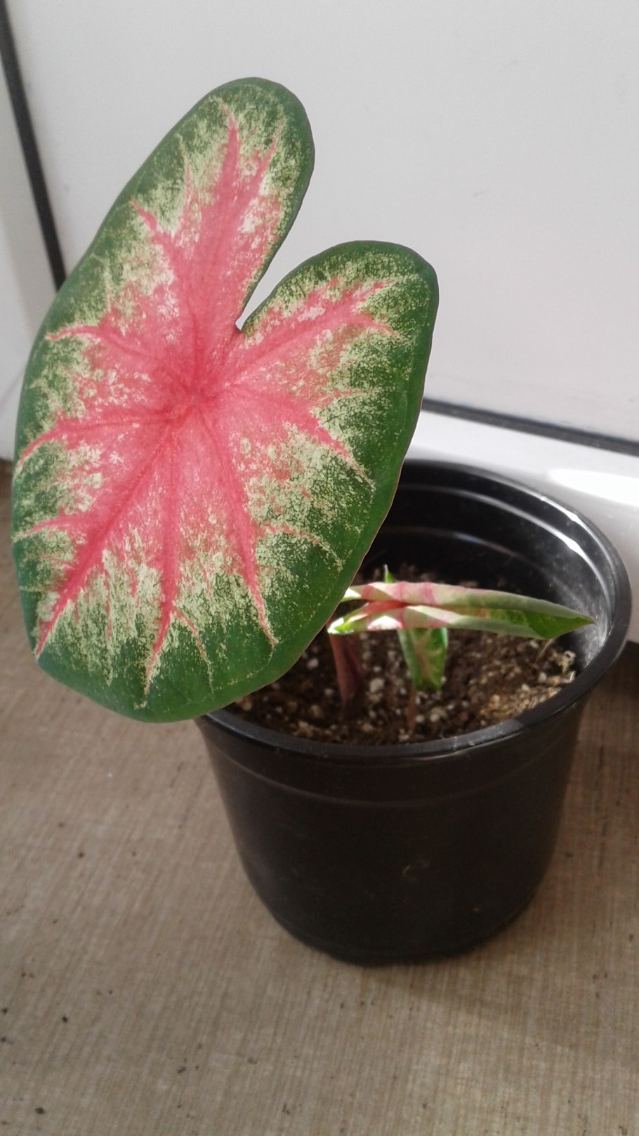 Каладиум Кардинал