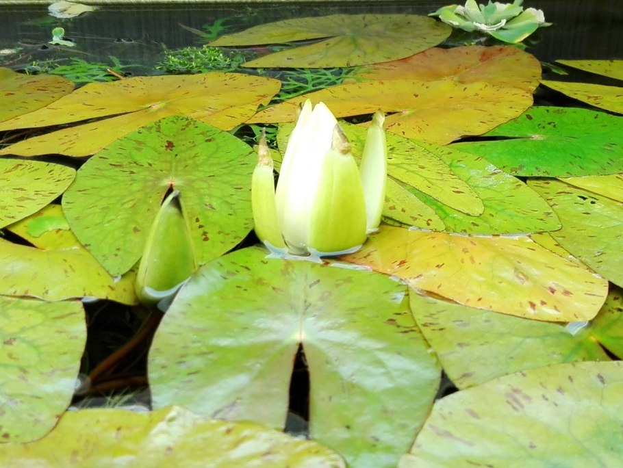 Кувшинка нимфея в аквариуме