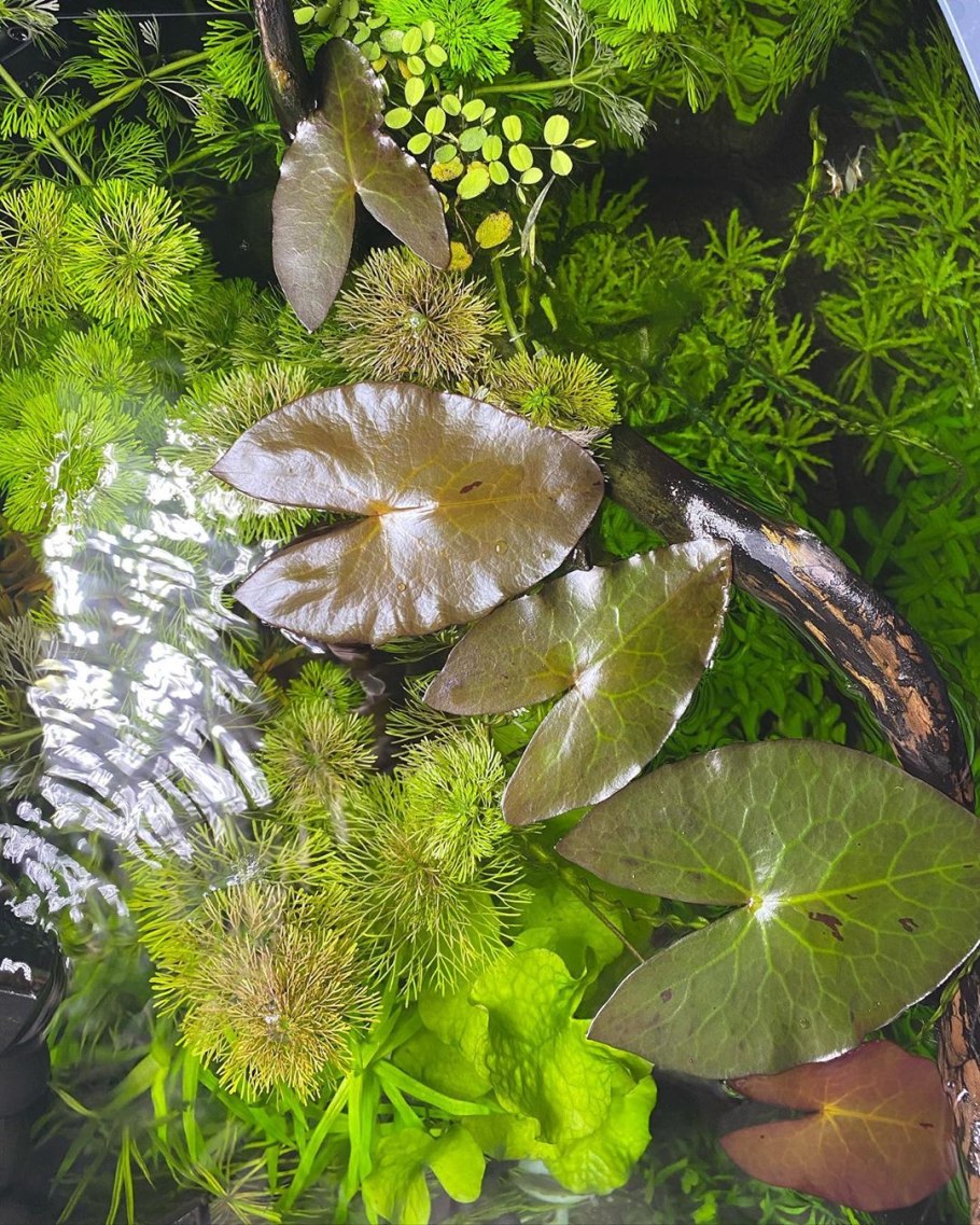 Нимфея стеллата аквариумное растение