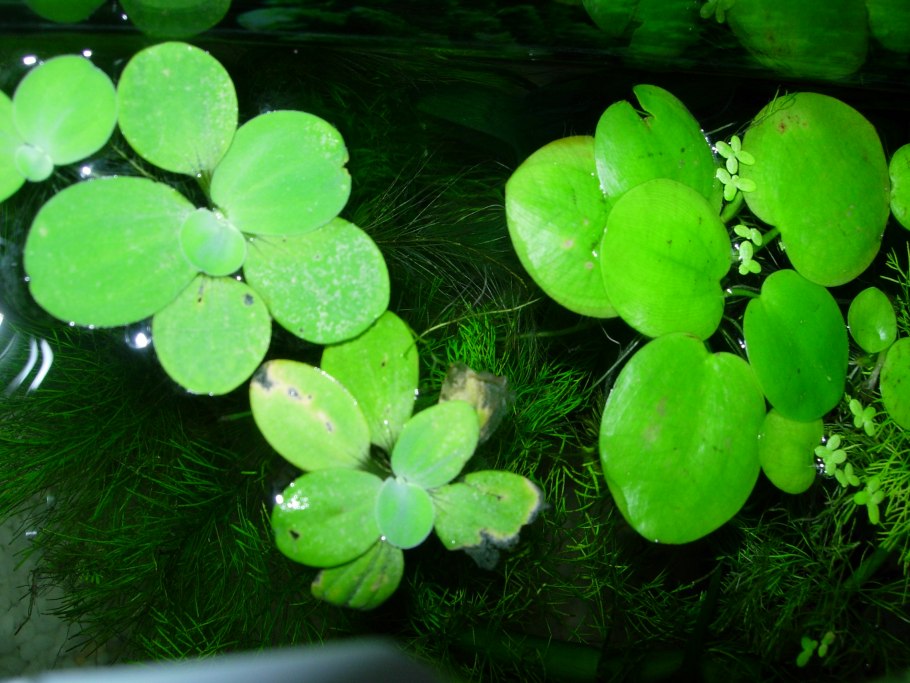 Нимфея Лотос аквариумное растение