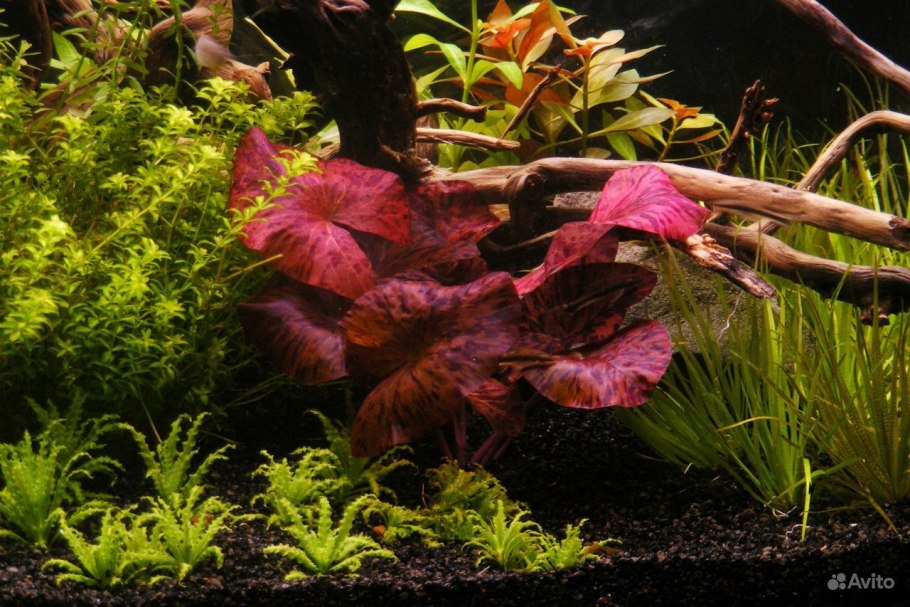 Нимфея тигровая красная (Nymphaea Lotus Red)