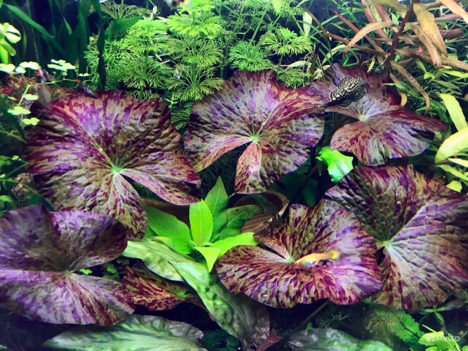 Нимфея зеленая