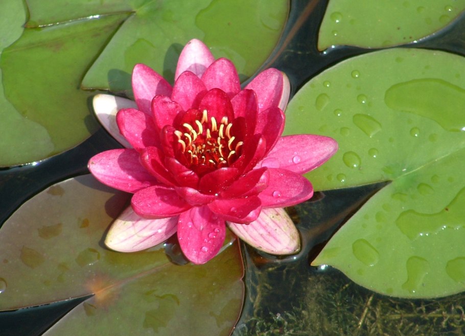 Нимфея микранта живородящая