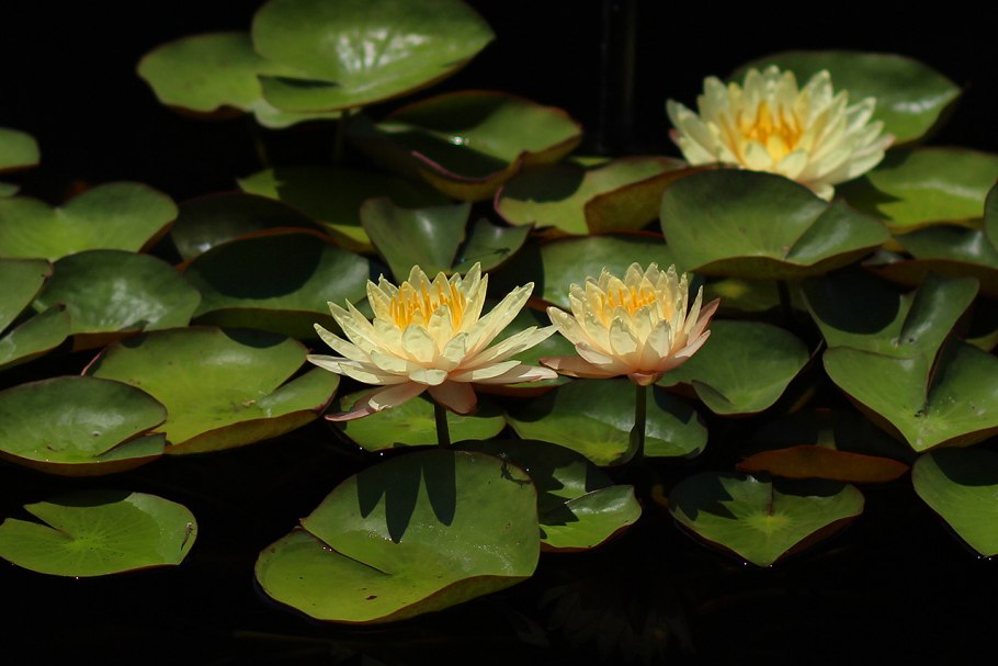 Нимфея гибридная 'Mangkala Ubol'