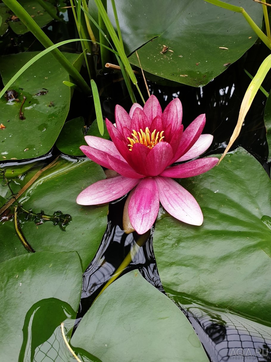 Нимфея Лотус аквариумная