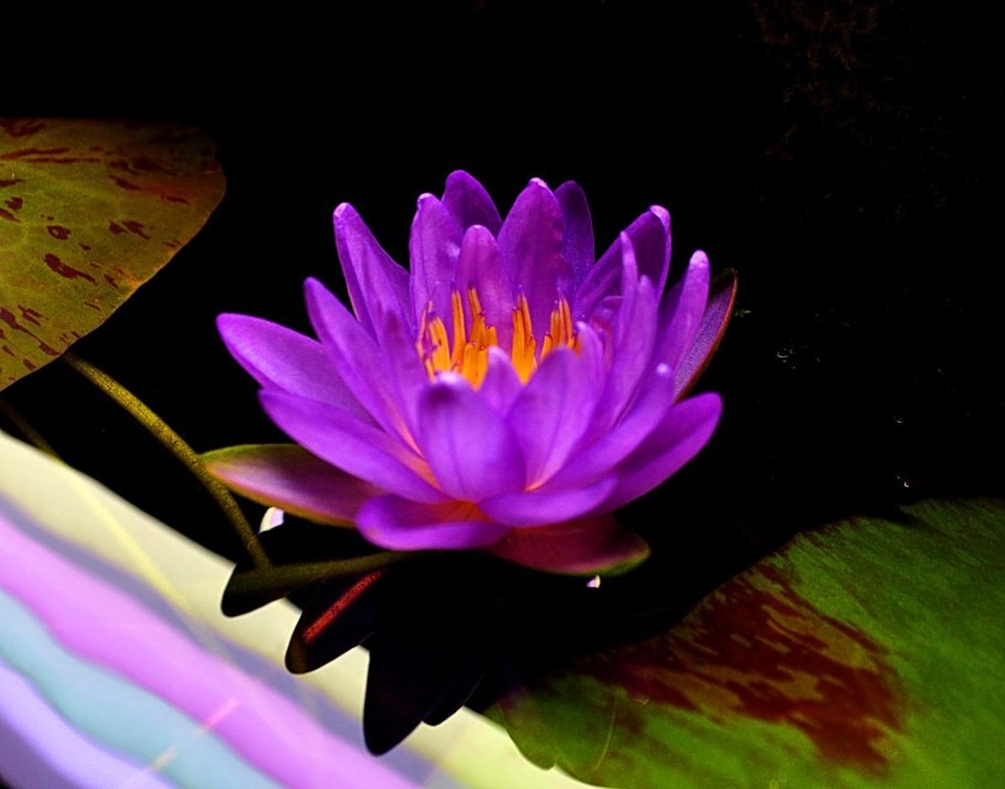 Нимфея Siam Purple 2