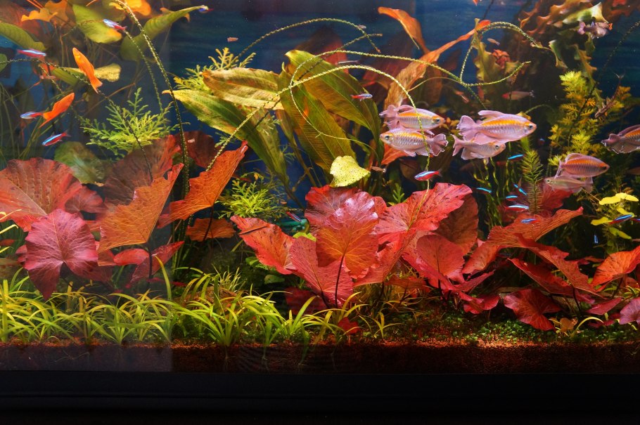 Нимфоидес Флиппер