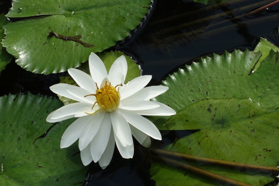 Нимфея Лотос аквариумное растение