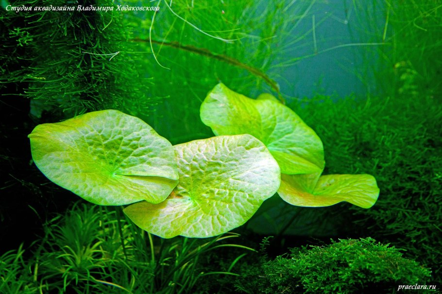 Пресноводные растения