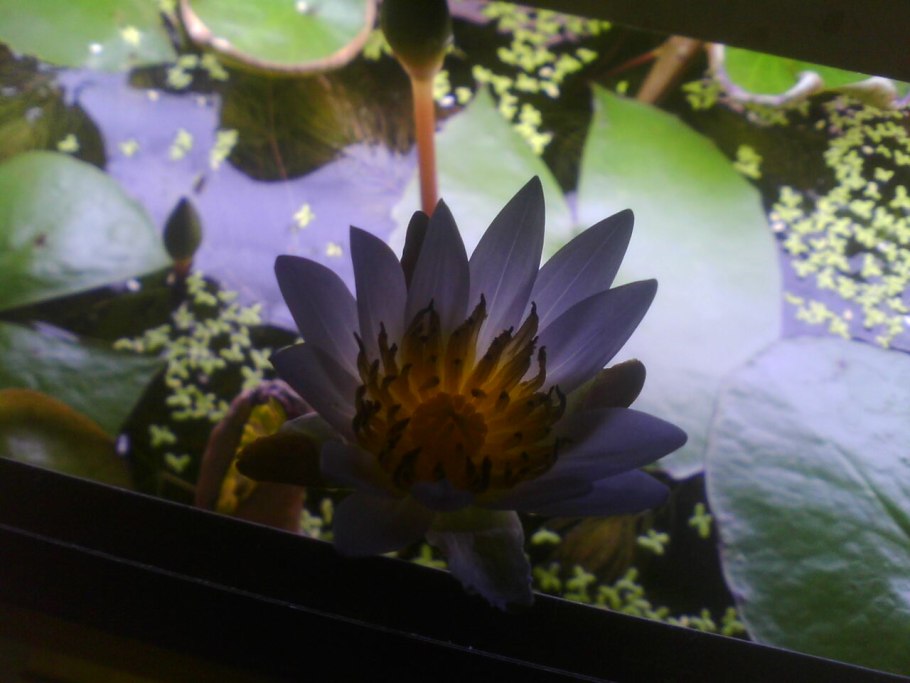 Наземно водные растения