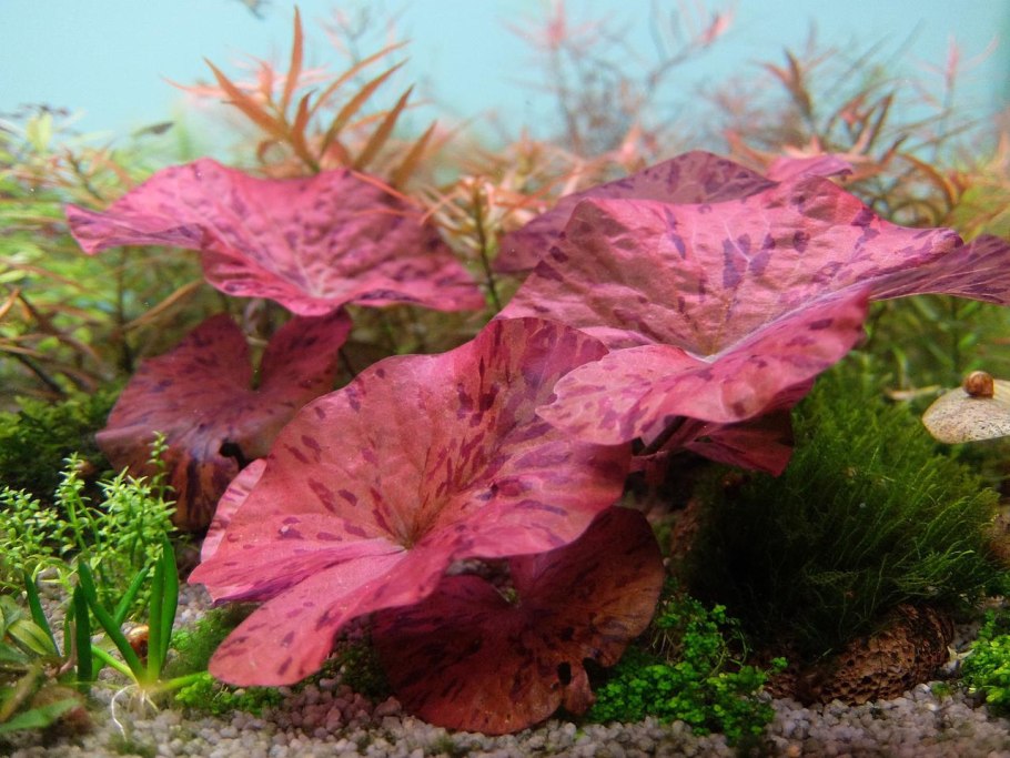 Нимфея рудге