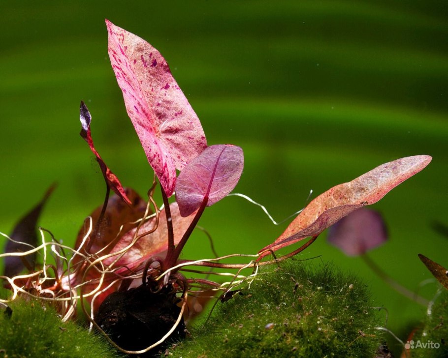 Эхинодорус нимфея тигровая