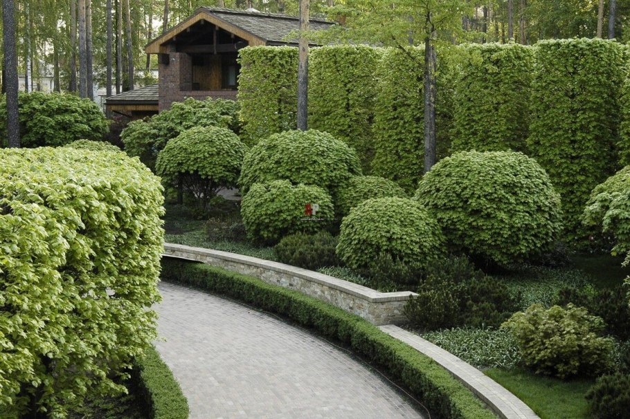 Туя Западная Даника изгородь