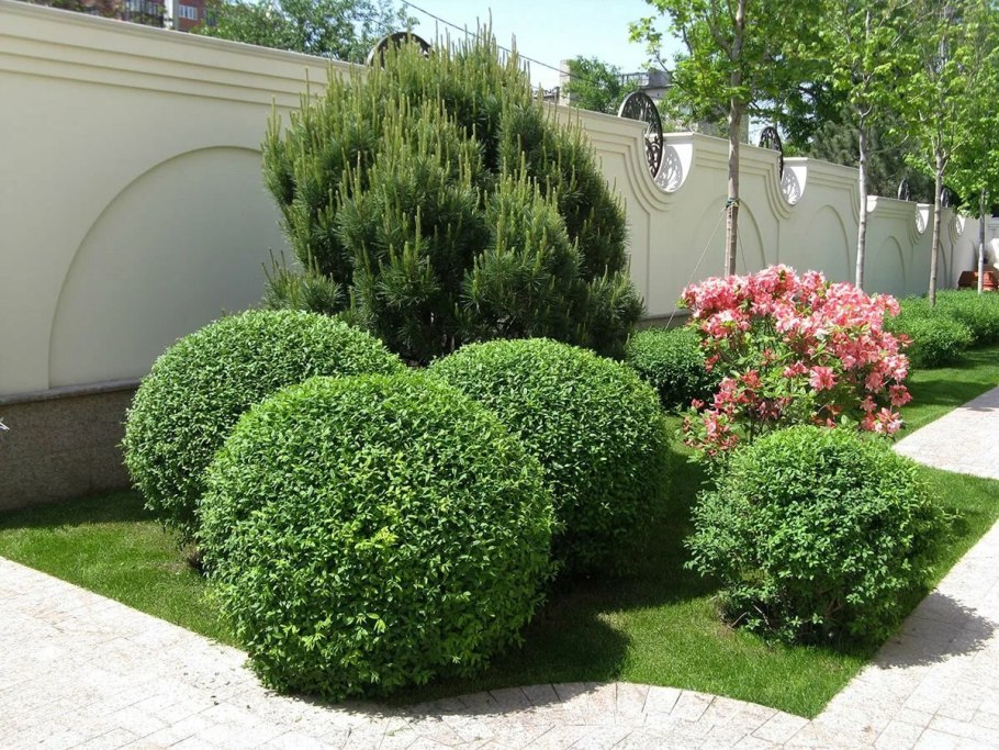 Туя Даника в ландшафтном