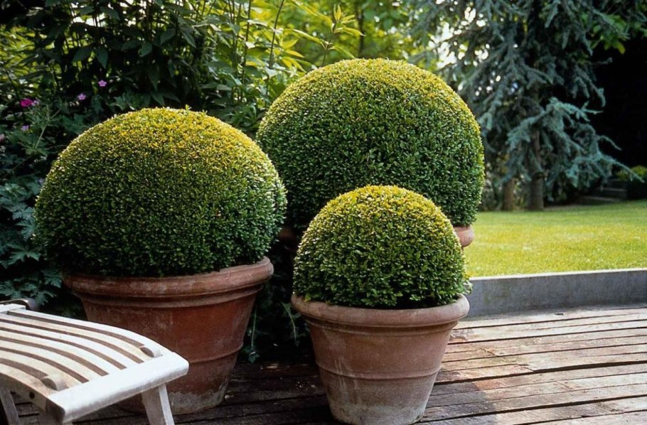 Самшит Buxus sempervirens CLT. 45 80х60х80 Cube (блоки живой изгороди)
