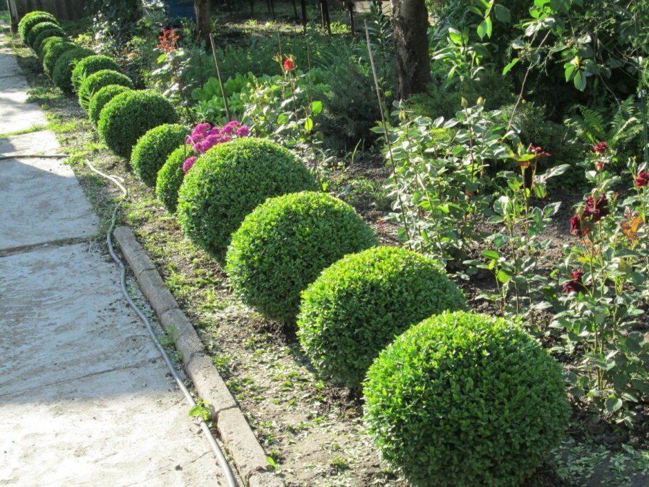 Самшит Буксус бордюрная