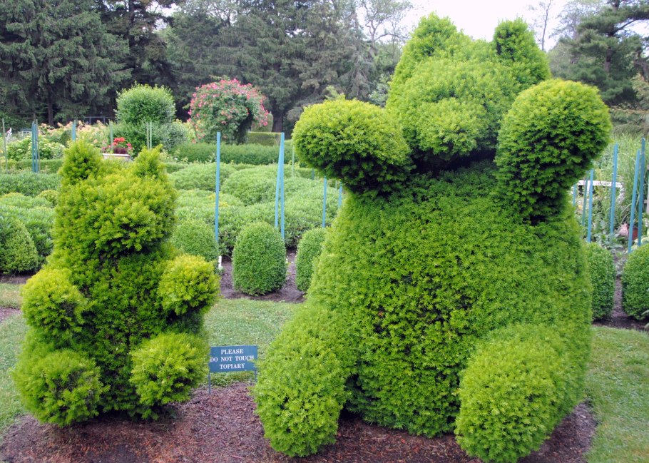 Туя Тедди ниваки