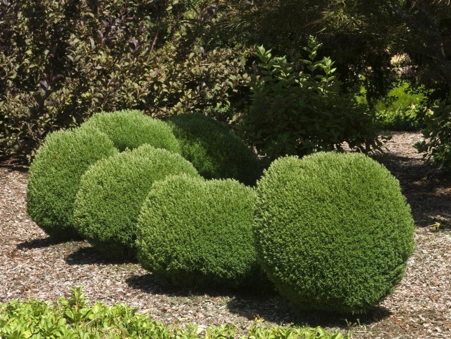 Туя шаровидная Тедди