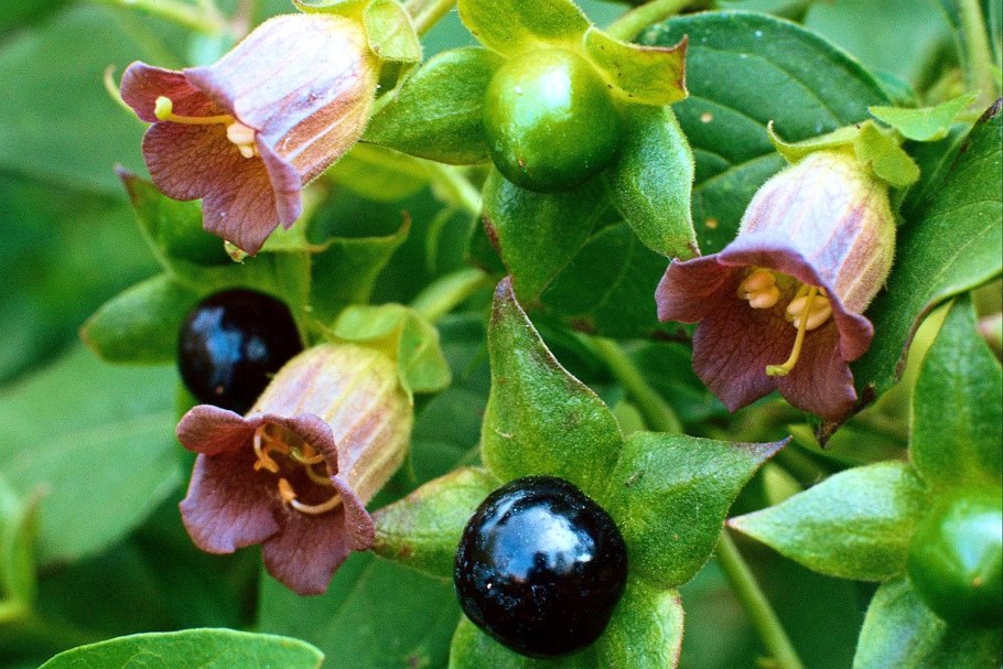 Красавка белладонна Atropa Belladonna
