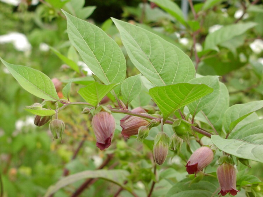 Красавка Кавказская Atropa Caucasica