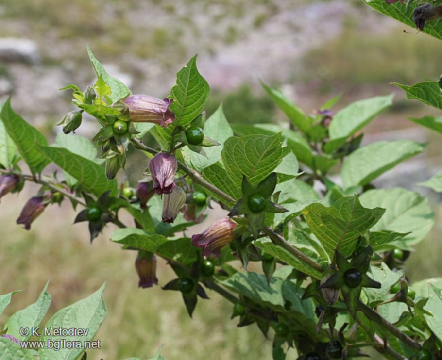 Белладонна (красавка, Atropa)