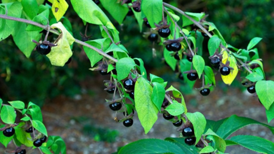 Атропа белладонна