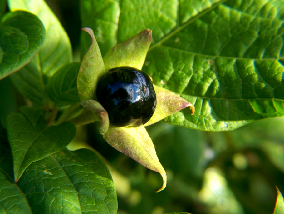 Belladonna Deadly Nightshade