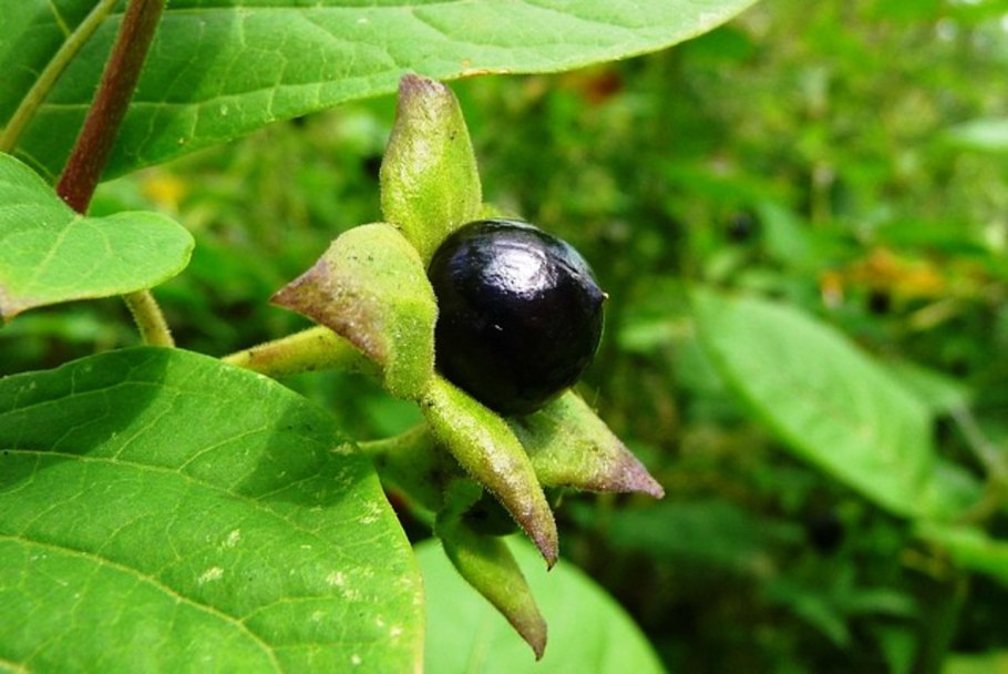 Atropa Belladonna растение