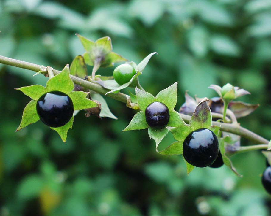 Атропа белладонна