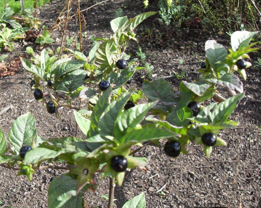 Красавка белладонна