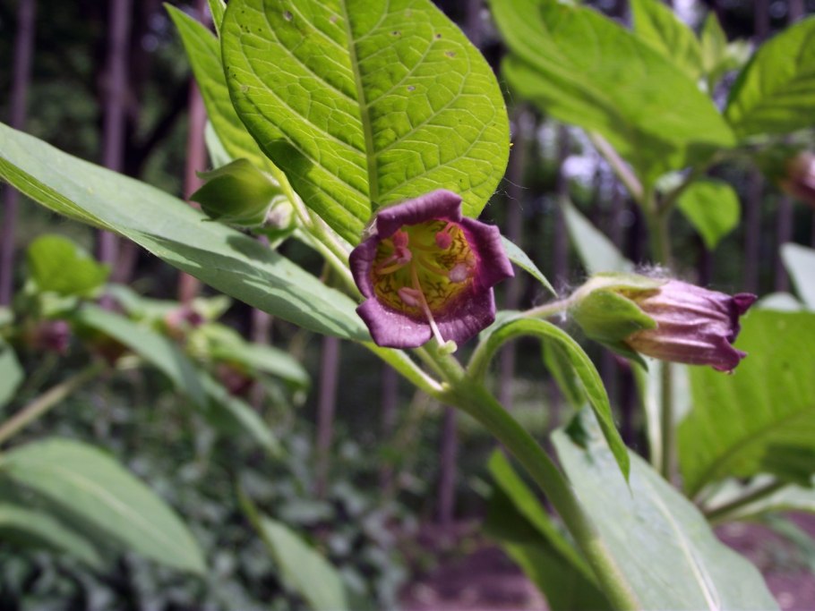 Красавка белладонна Atropa Belladonna