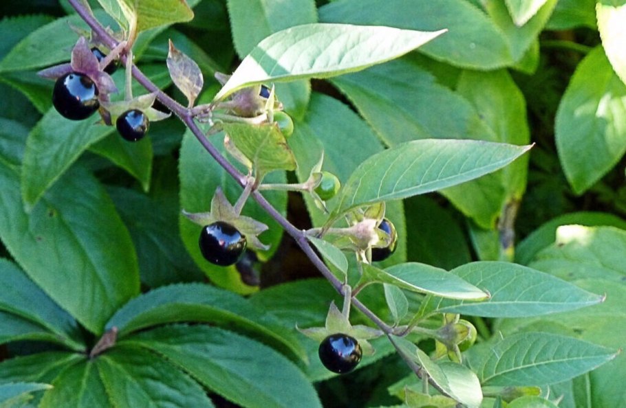 Красавка белладонна Atropa Belladonna