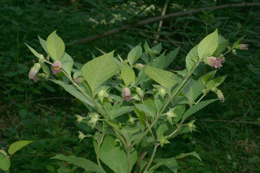 Белладонна куст