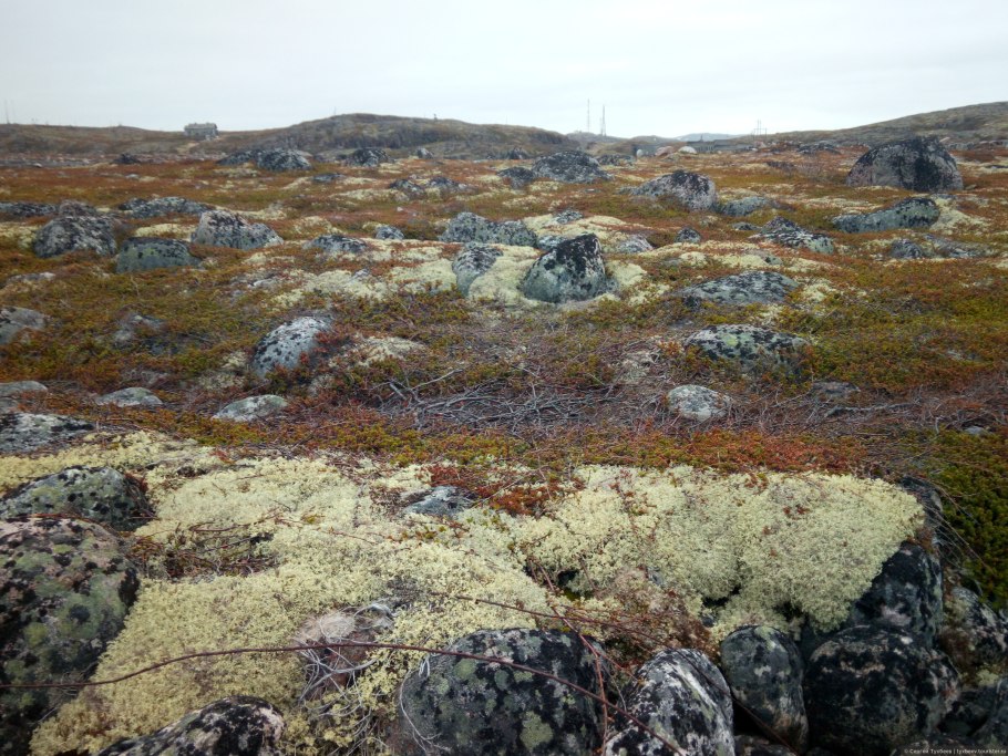 Фото Турулла который растет на севере