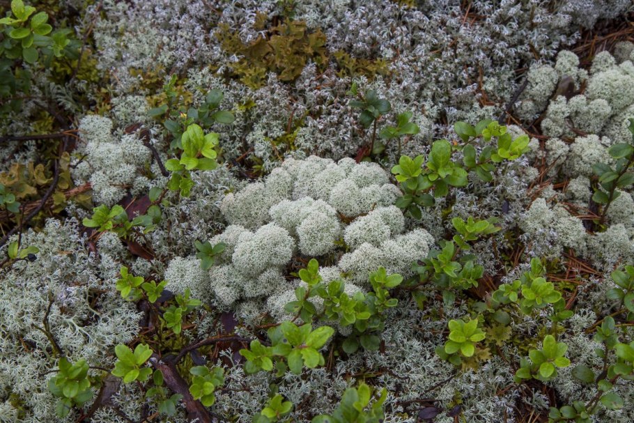 Олений мох ягель Карелия