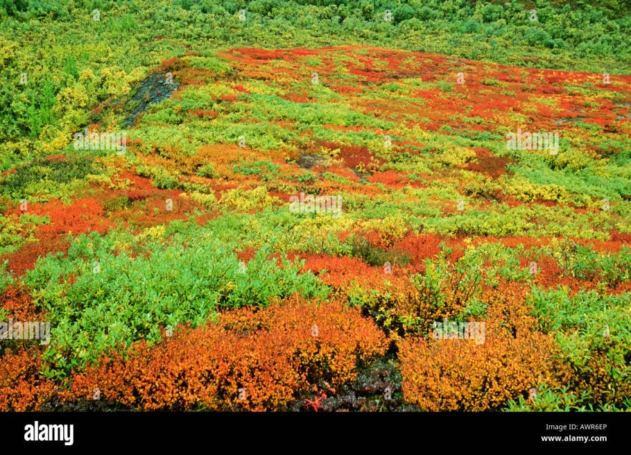 Тундра мозаичность растительного Покрова