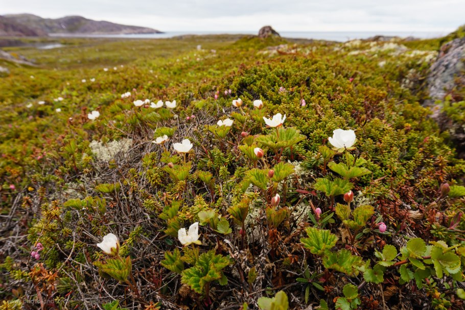 Териберка Морошка