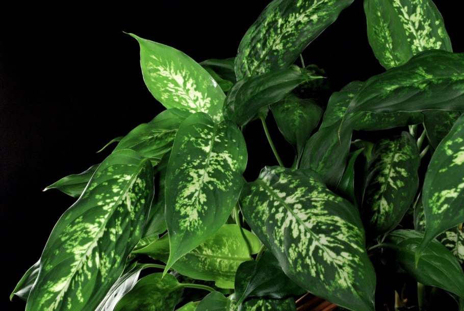 Диффенбахия Dieffenbachia пятнистая
