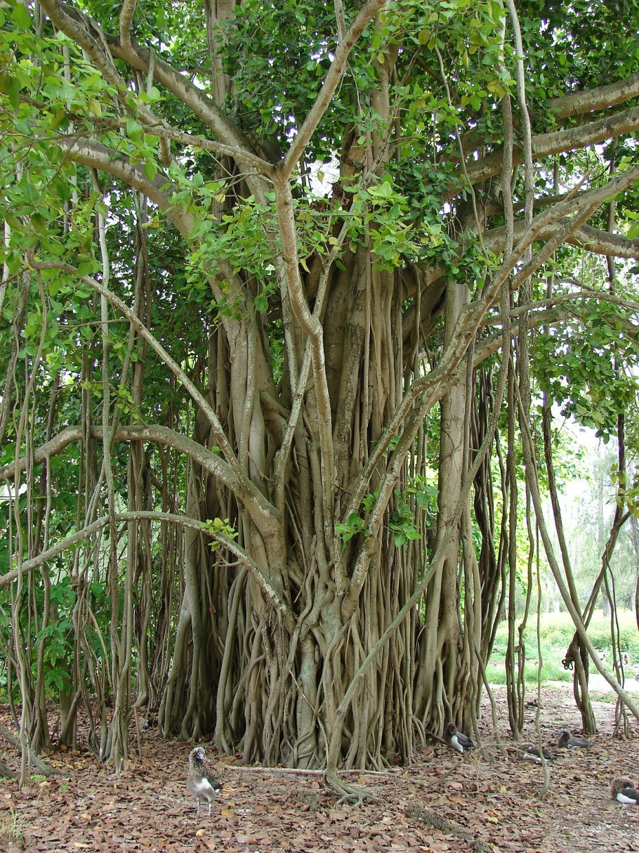 Фикус Ficus religiosa