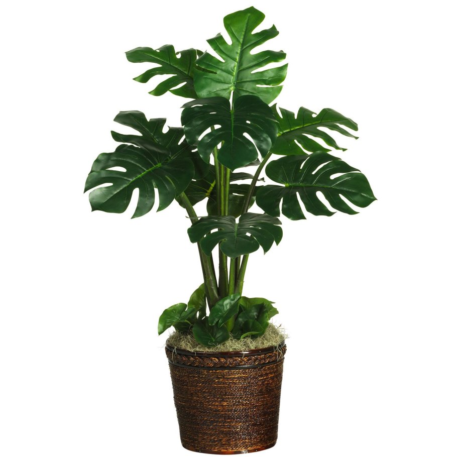 Монстера obliqua (Monstera)