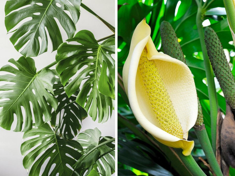 Монстера Пертусум