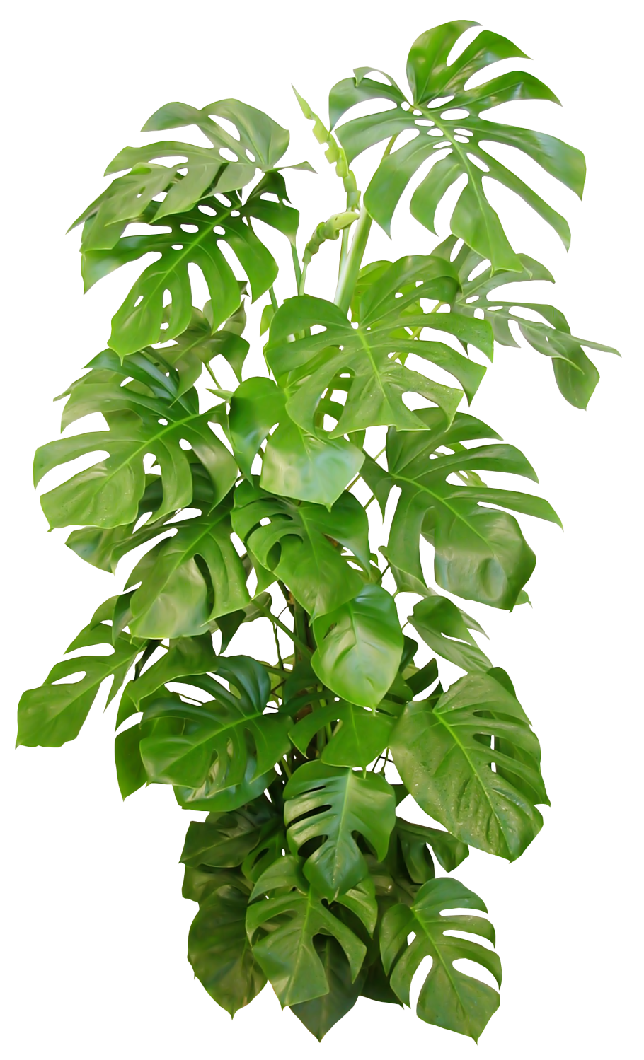 Монстера комнатное растение