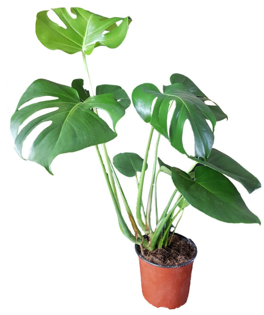 Монстера Деликоса