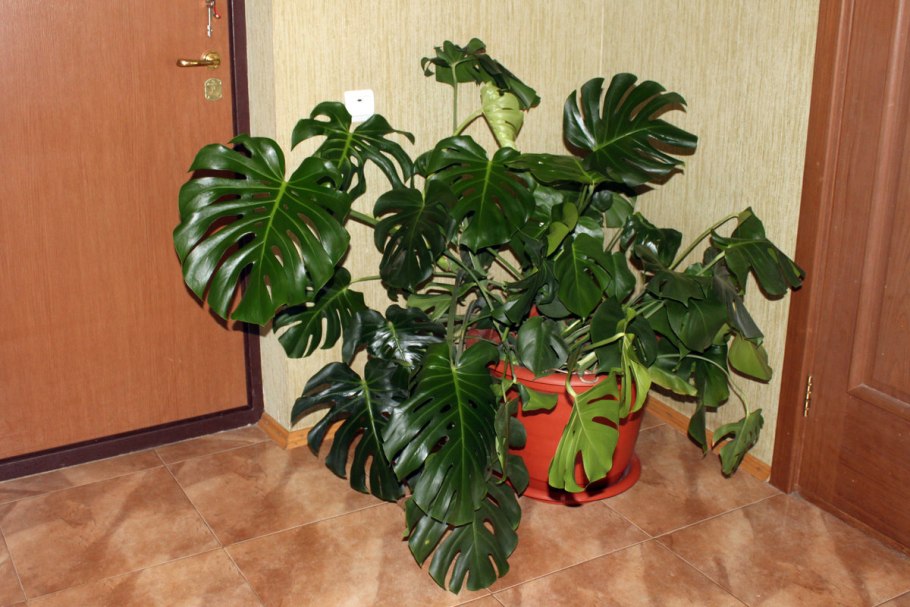 Монстера Делициоза (Monstera deliciosa)