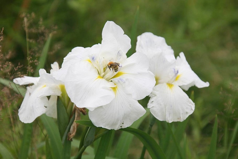 Ирис Сибирский Форфолд Уайт