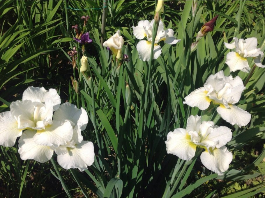 Ирис Сибирский Лаймлайт