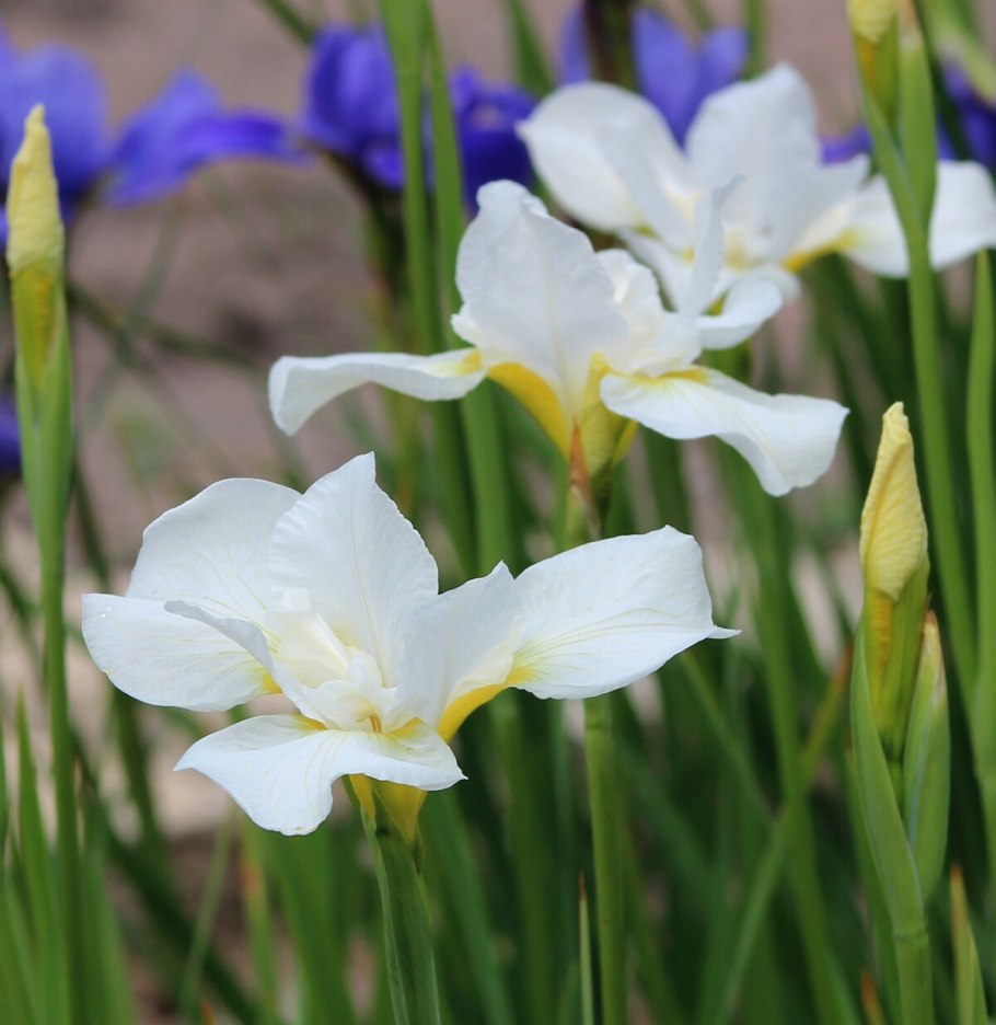 Ирис Эстер СДМ