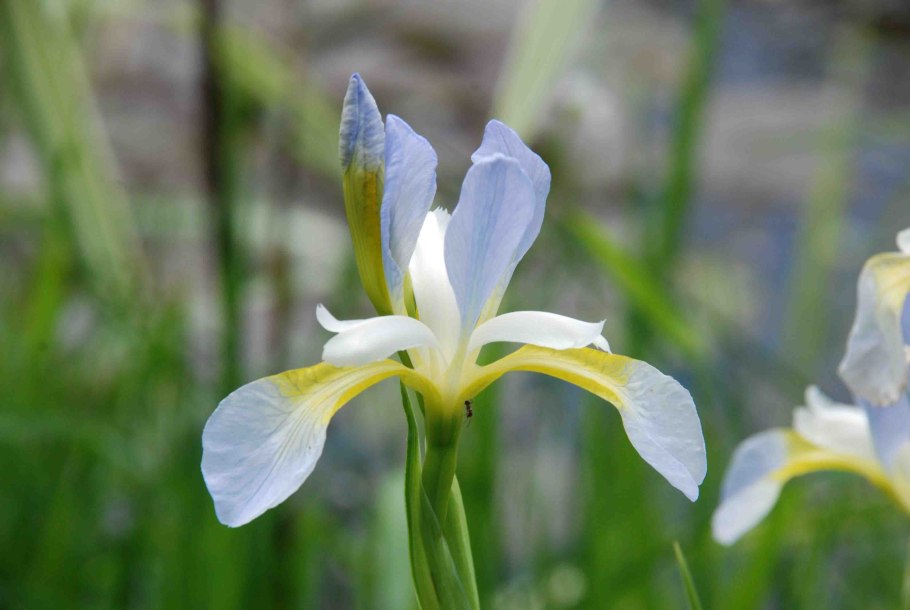 Ирис аировидный Альба